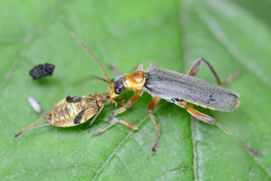 Graugelber Weichkäfer