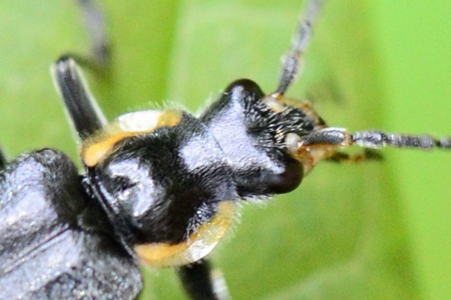 Cantharis paradoxa