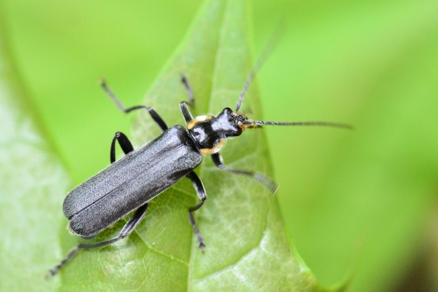 Cantharis paradoxa