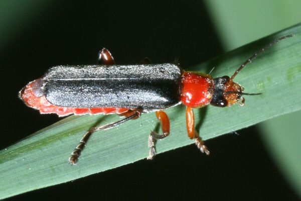 Cantharis pellucida