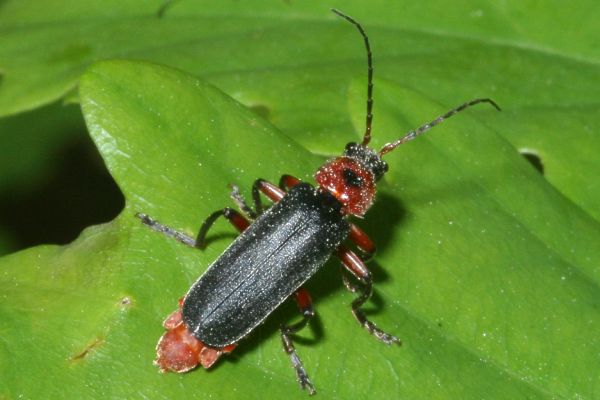 Cantharis rustica