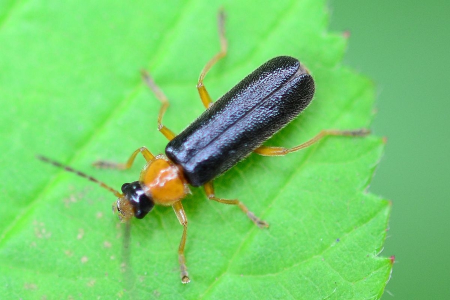 Cantharis thoracica