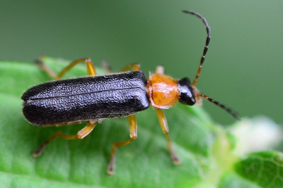 Cantharis thoracica