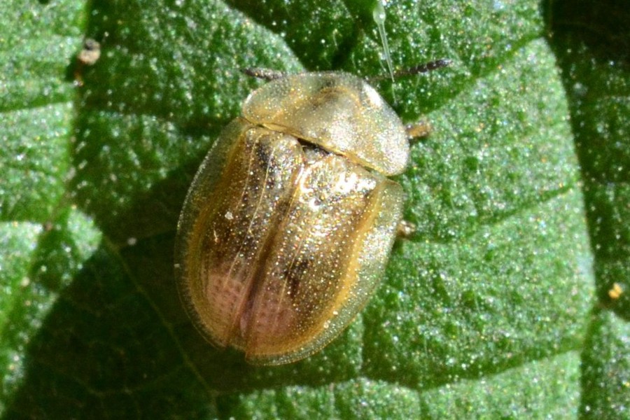 Cassida flaveola