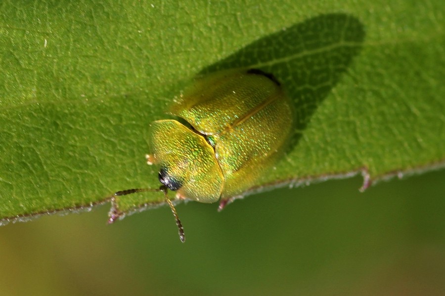 Cassida hemisphaerica