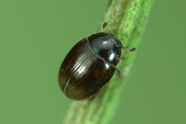 Cercyon lateralis