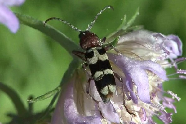 Chlorophorus trifasciatus