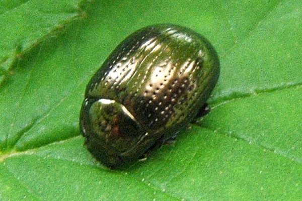 Chrysolina oricalcia