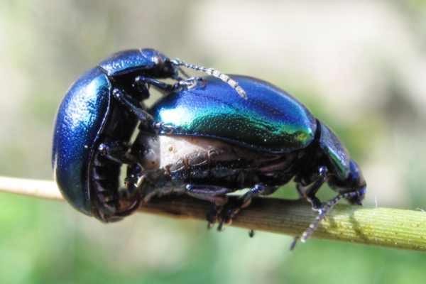 Chrysolina coerulans