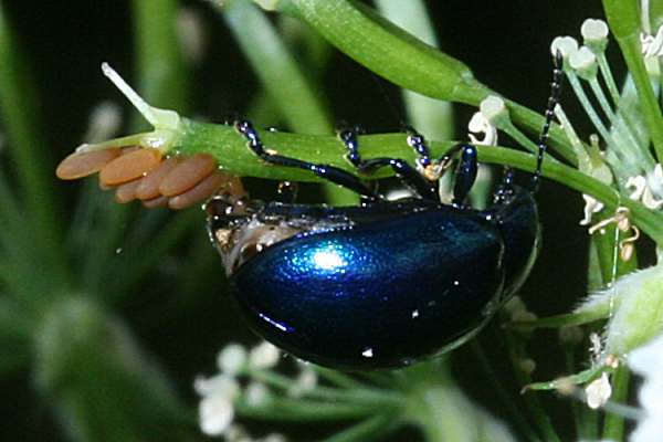 Chrysolina coerulans