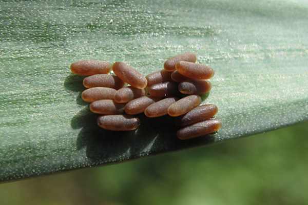 Chrysolina coerulans