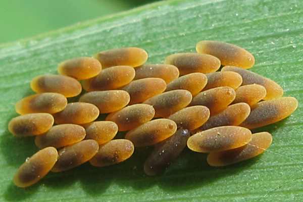 Chrysolina coerulans