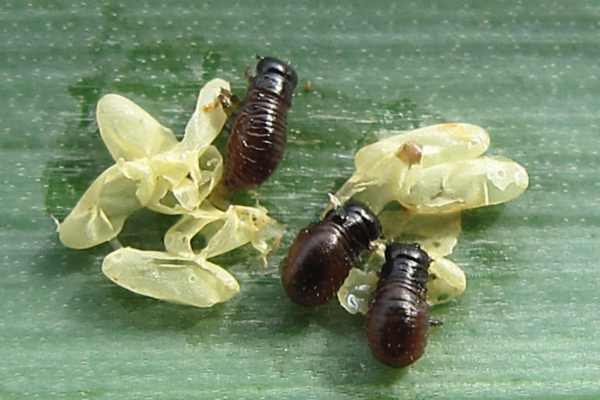 Chrysolina coerulans