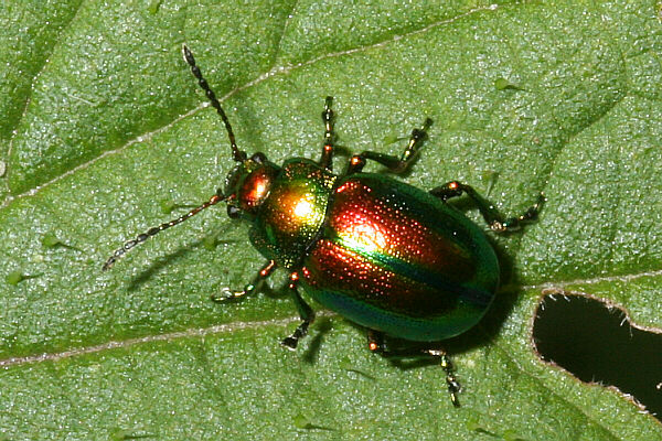 Chrysolina graminis