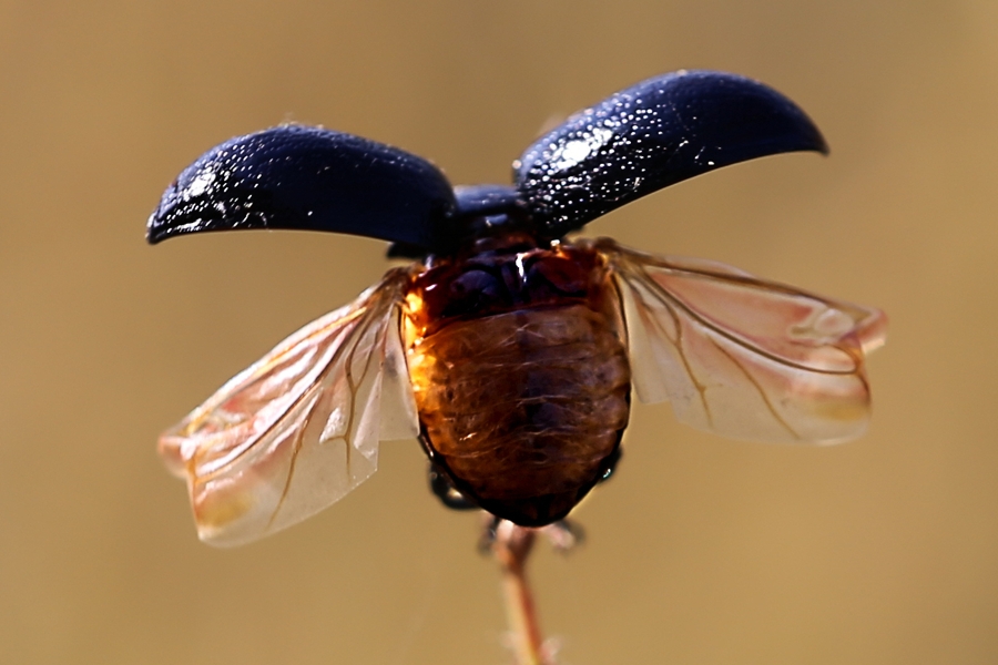 Chrysolina haemoptera