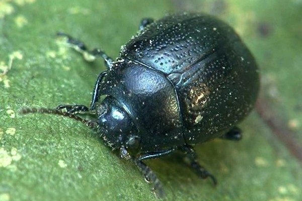 Chrysolina haemoptera