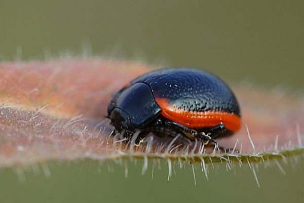 Chrysolina kuesteri