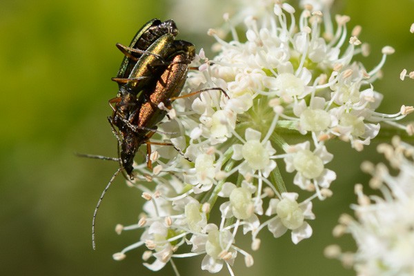 Chrysanthia nigricornis