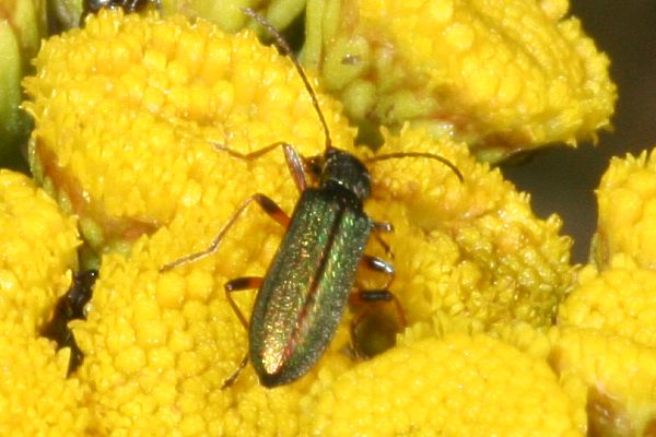 Chrysanthia nigricornis