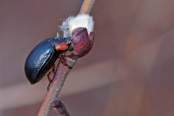 Chrysomela collaris