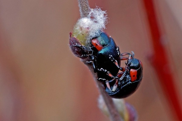 Chrysomela collaris