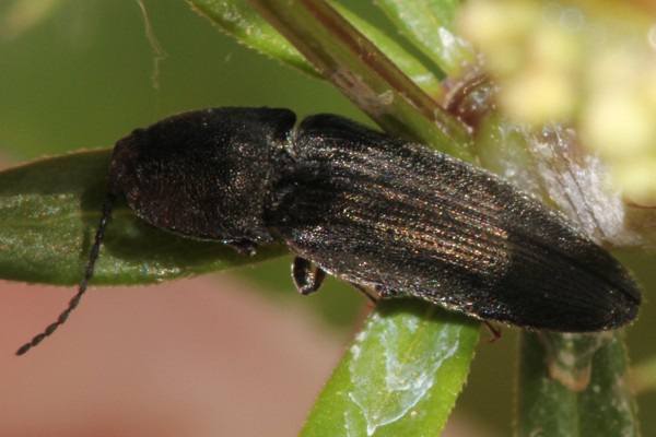 Cidnopus pilosus