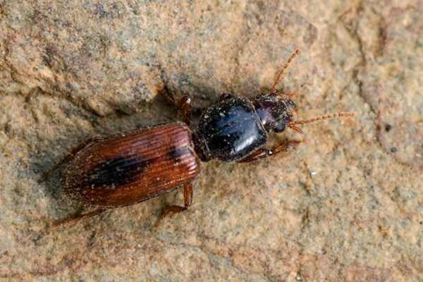 Clivina collaris