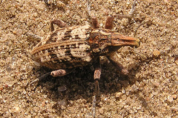 Sand-Steppenrüssler