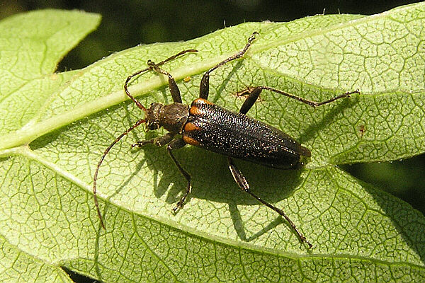 Cortodera humeralis