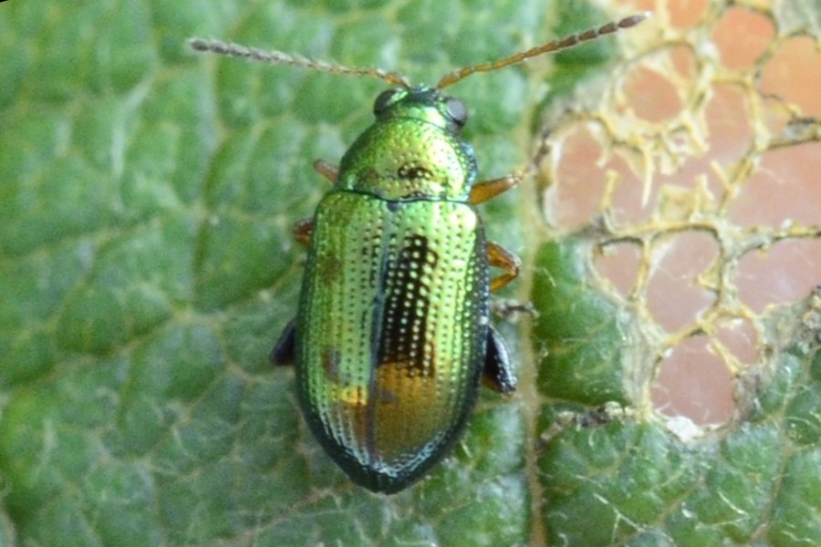 Crepidodera fulvicornis