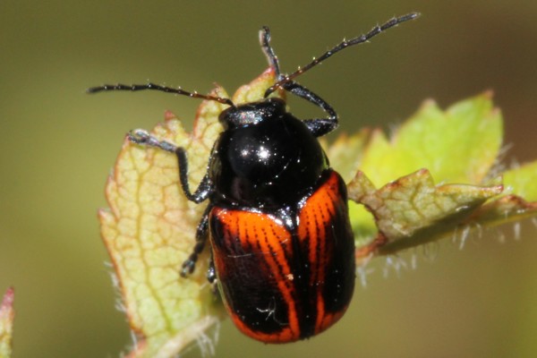 Cryptocephalus bipunctatus