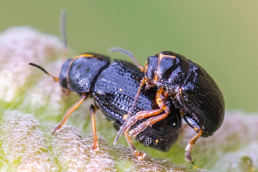 Cryptocephalus decemmaculatus