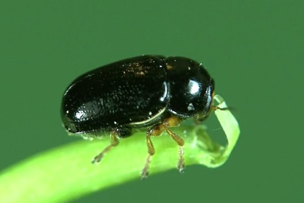 Cryptocephalus flavipes