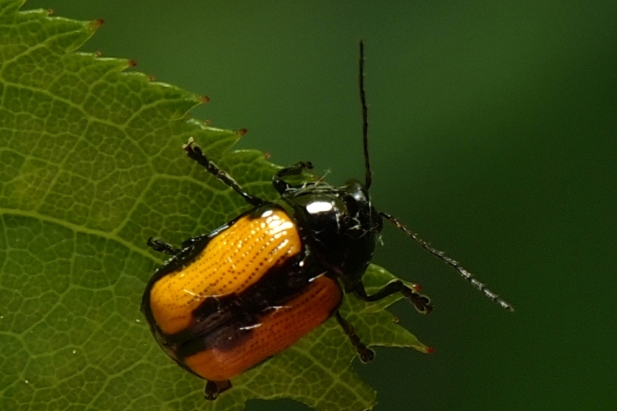 Cryptocephalus marginatus