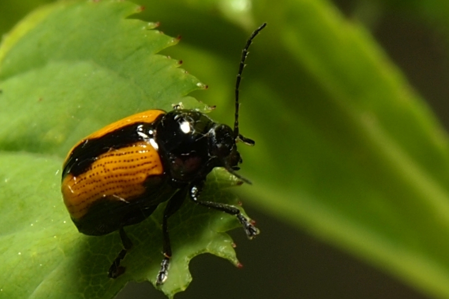 Cryptocephalus marginatus