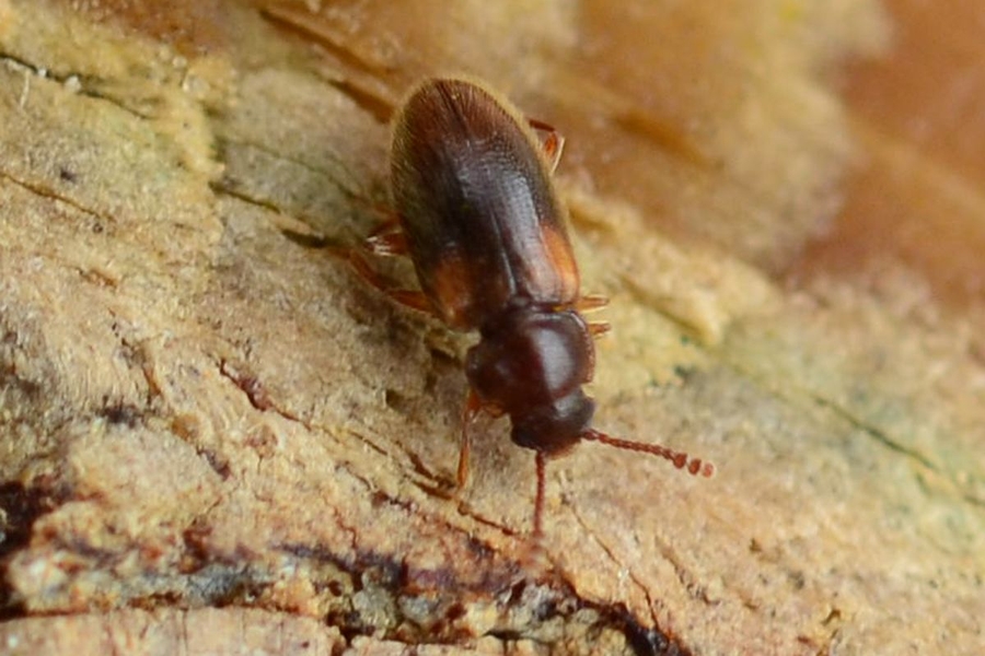 Cryptophilus obliteratus