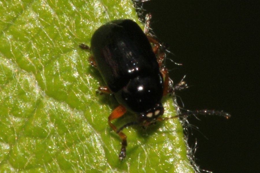 Cryptocephalus ocellatus