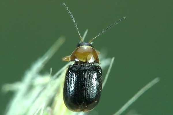 Cryptocephalus pusillus