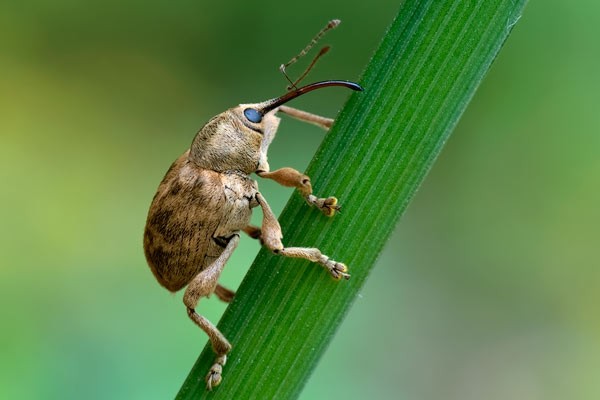 Curculio venosus