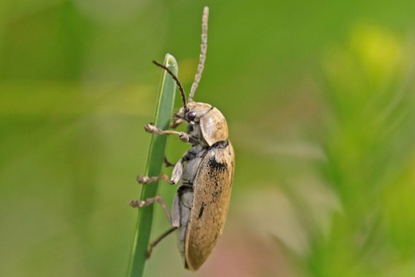 Behaarter Moorweichkäfer