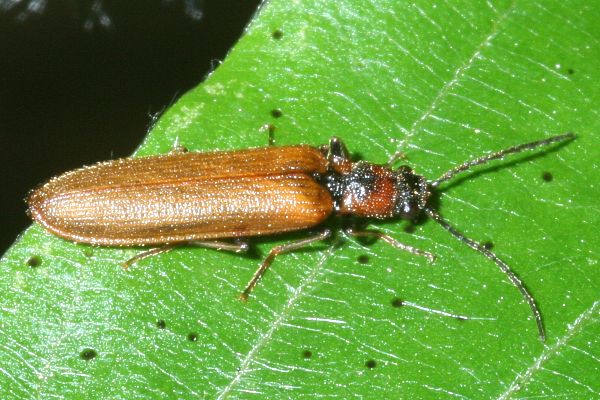 Denticollis linearis