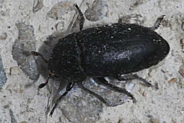 Dermestes laniarius