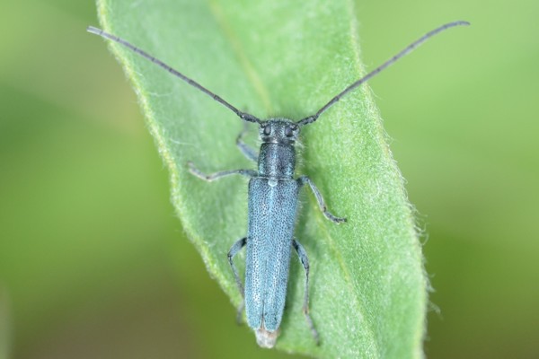 Dichtpunktierter Walzenhalsbock