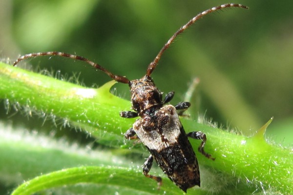 Doppeldorniger Wimperbock