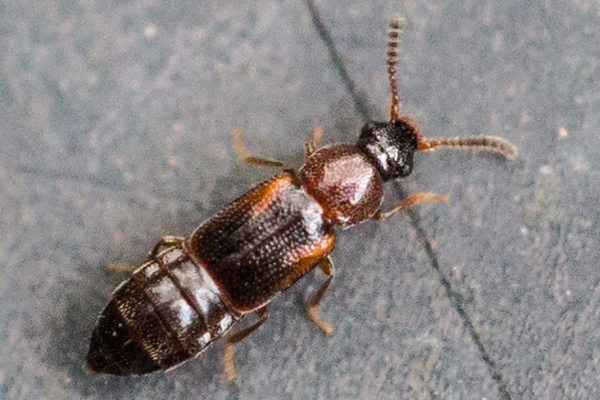 Dropephylla ioptera