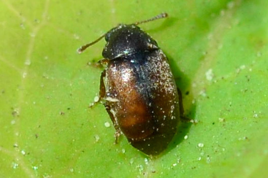 Epuraea melanocephala