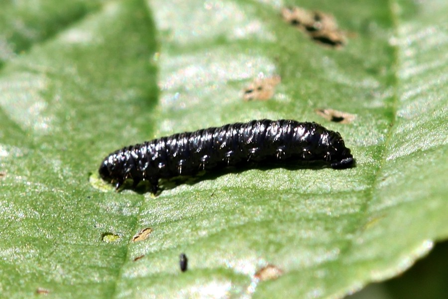 Blauer Erlenblattkäfer