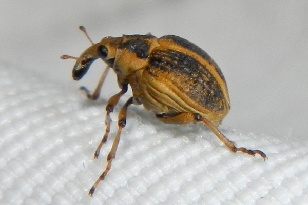 Eubrychius velutus