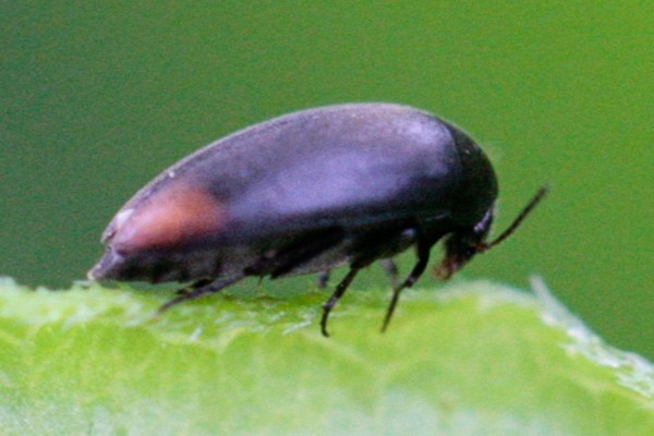 Eucinetus haemorrhoidalis