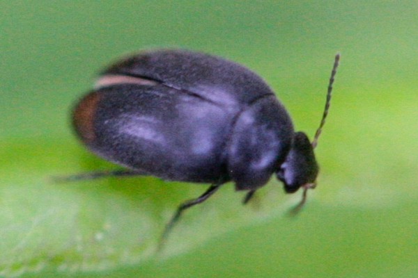 Eucinetus haemorrhoidalis